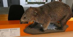 A stuffed wombat